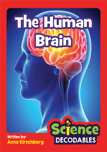 The Human Brain>